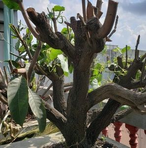 Meet your Posher, Nasima akter